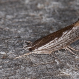 Phthonerodes peridela at Melba, ACT - 24 Jan 2022