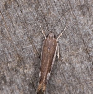 Phthonerodes peridela at Melba, ACT - 24 Jan 2022 01:14 AM