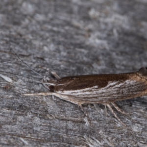 Phthonerodes peridela at Melba, ACT - 24 Jan 2022