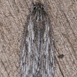 Phloeograptis obliquata at Melba, ACT - 23 Jan 2022