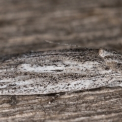 Phloeograptis obliquata at Melba, ACT - 23 Jan 2022