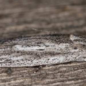 Phloeograptis obliquata at Melba, ACT - 23 Jan 2022