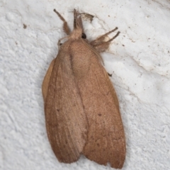 Pararguda nasuta (Wattle Snout Moth) at Melba, ACT - 24 Jan 2022 by kasiaaus