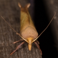 Wingia aurata (Golden Leaf Moth (Wingia group)) at Melba, ACT - 24 Jan 2022 by kasiaaus