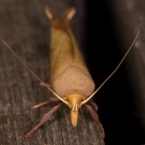 Wingia aurata at Melba, ACT - 24 Jan 2022 11:16 PM