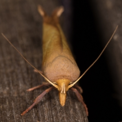 Wingia aurata (Golden Leaf Moth (Wingia group)) at Melba, ACT - 24 Jan 2022 by kasiaaus