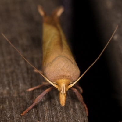 Wingia aurata (Golden Leaf Moth) at Melba, ACT - 24 Jan 2022 by kasiaaus