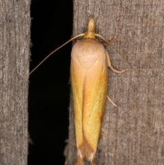 Wingia aurata at Melba, ACT - 24 Jan 2022 11:16 PM