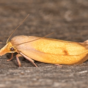 Wingia aurata at Melba, ACT - 24 Jan 2022 11:16 PM