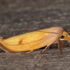 Wingia aurata at Melba, ACT - 24 Jan 2022 11:16 PM