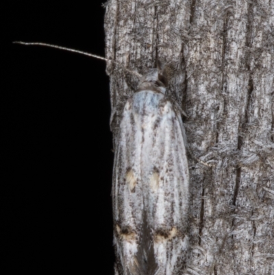 Leptogeneia bicristata (Tufted Twirler) at Melba, ACT - 24 Jan 2022 by kasiaaus