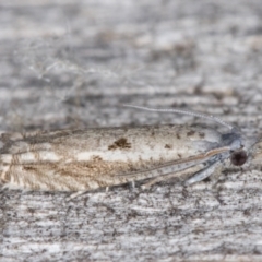 Olethreutinae (subfamily) at Melba, ACT - 24 Jan 2022