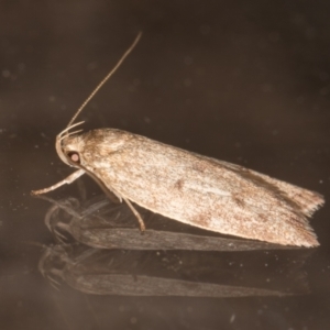 Garrha (genus) at Melba, ACT - 24 Jan 2022