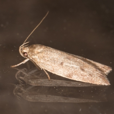 Garrha (genus) (A concealer moth) at Melba, ACT - 24 Jan 2022 by kasiaaus