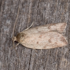 Garrha (genus) at Melba, ACT - 24 Jan 2022