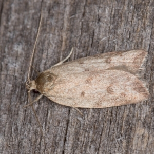 Garrha (genus) at Melba, ACT - 24 Jan 2022