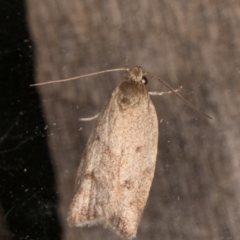 Garrha (genus) at Melba, ACT - 24 Jan 2022