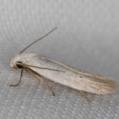 Philobota (genus) (Unidentified Philobota genus moths) at Melba, ACT - 24 Jan 2022 by kasiaaus