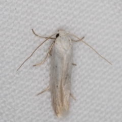 Philobota (genus) at Melba, ACT - 24 Jan 2022