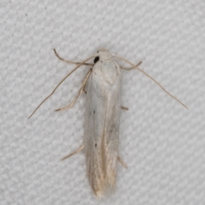 Philobota (genus) at Melba, ACT - 24 Jan 2022