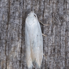 Philobota (genus) at Melba, ACT - 24 Jan 2022 10:25 PM