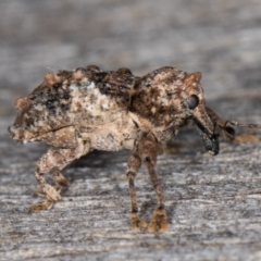 Orthorhinus klugii (Vine weevil) at Melba, ACT - 24 Jan 2022 by kasiaaus