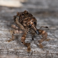 Orthorhinus klugii at Melba, ACT - 24 Jan 2022