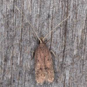 Lecithocera (genus) at Melba, ACT - 24 Jan 2022