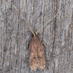 Lecithocera (genus) (A Gelechioid moth) at Melba, ACT - 24 Jan 2022 by kasiaaus