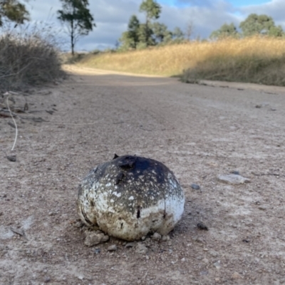 Pisolithus marmoratus (Horse Dung Fungus) at Googong, NSW - 26 Mar 2022 by Wandiyali