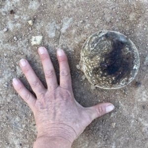 Pisolithus marmoratus at Googong, NSW - 26 Mar 2022