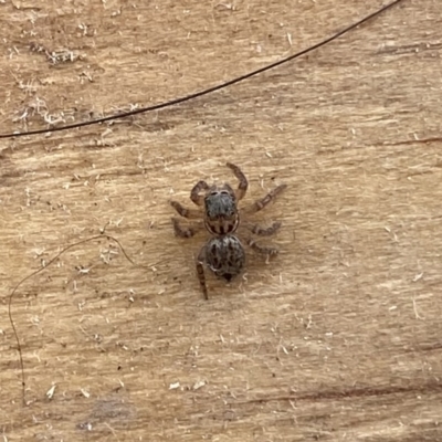 Unverified Spider at Googong, NSW - 25 Mar 2022 by Wandiyali