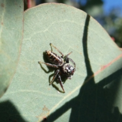 Opisthoncus sp. (genus) (Opisthoncus jumping spider) at Googong, NSW - 19 Mar 2022 by Wandiyali