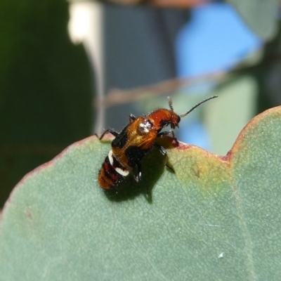 Carphurini sp. (tribe) (Soft-winged flower beetle) at QPRC LGA - 19 Mar 2022 by Wandiyali
