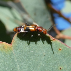 Carphurini sp. (tribe) at Googong, NSW - 19 Mar 2022 05:14 PM