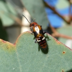 Carphurini sp. (tribe) at Googong, NSW - 19 Mar 2022