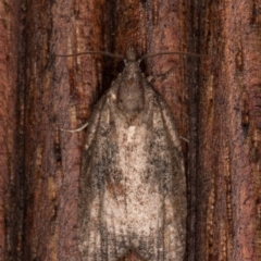 Thrincophora impletana (a Tortrix moth) at Melba, ACT - 24 Jan 2022 by kasiaaus