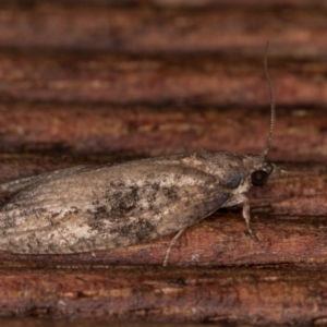 Thrincophora impletana at Melba, ACT - 24 Jan 2022 11:06 PM