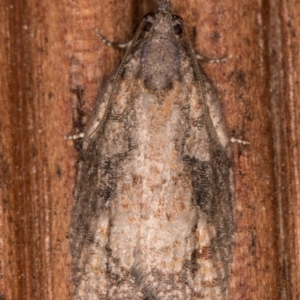 Thrincophora impletana at Melba, ACT - 24 Jan 2022