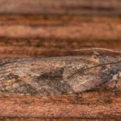 Thrincophora impletana at Melba, ACT - 24 Jan 2022 11:06 PM