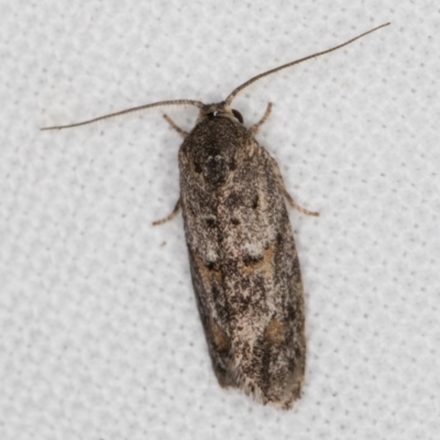 Agriophara nodigera (A Flat-bodied moth (Depressidae) at Melba, ACT - 24 Jan 2022 by kasiaaus