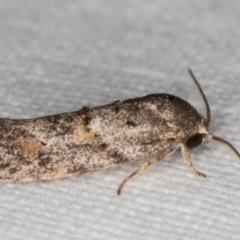 Agriophara nodigera at Melba, ACT - 24 Jan 2022 11:08 PM