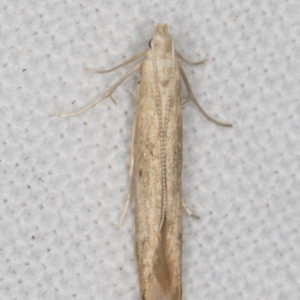 Batrachedra (genus) at Melba, ACT - 24 Jan 2022