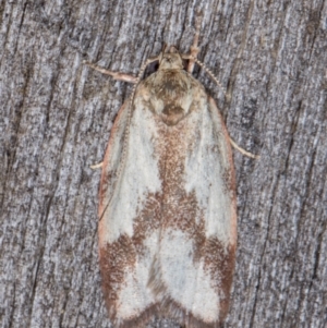 Garrha phoenopis at Melba, ACT - 24 Jan 2022 11:12 PM