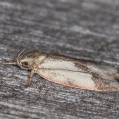 Garrha phoenopis at Melba, ACT - 24 Jan 2022