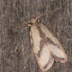 Garrha phoenopis at Melba, ACT - 24 Jan 2022 11:12 PM