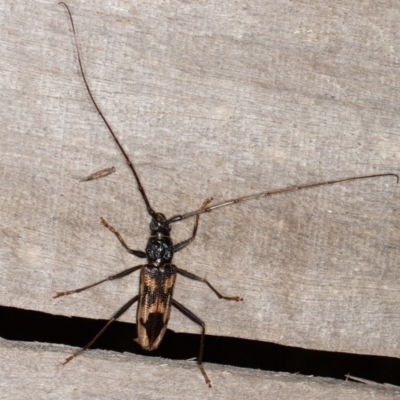 Phoracantha tricuspis (Longhorn Beetle) at Melba, ACT - 24 Jan 2022 by kasiaaus