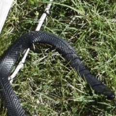 Pseudechis porphyriacus (Red-bellied Black Snake) at Uriarra, NSW - 26 Mar 2022 by BrianHerps