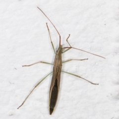 Mutusca brevicornis (A broad-headed bug) at Melba, ACT - 25 Jan 2022 by kasiaaus