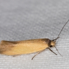 Phauloplana illuta (A concealer moth) at Melba, ACT - 25 Jan 2022 by kasiaaus